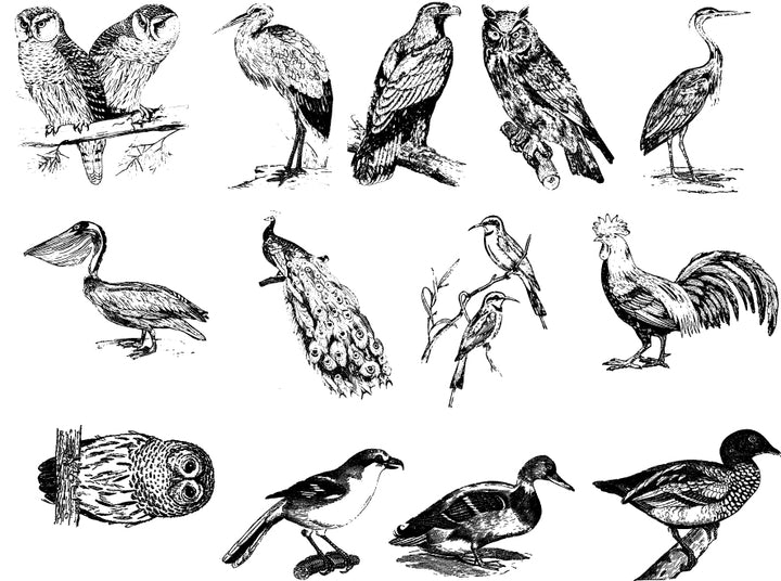 Décalcomanies d'oiseaux mélangés - Céramique Cône 017 - Verre fusionné - Émail